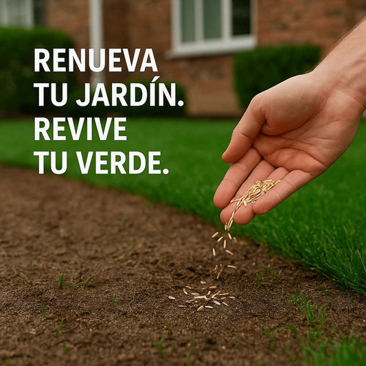 🌱 Semillas de césped enano perenne🌱 ultimas unidades🔥| Crea tu césped perfecto aquí 🌼 - 1